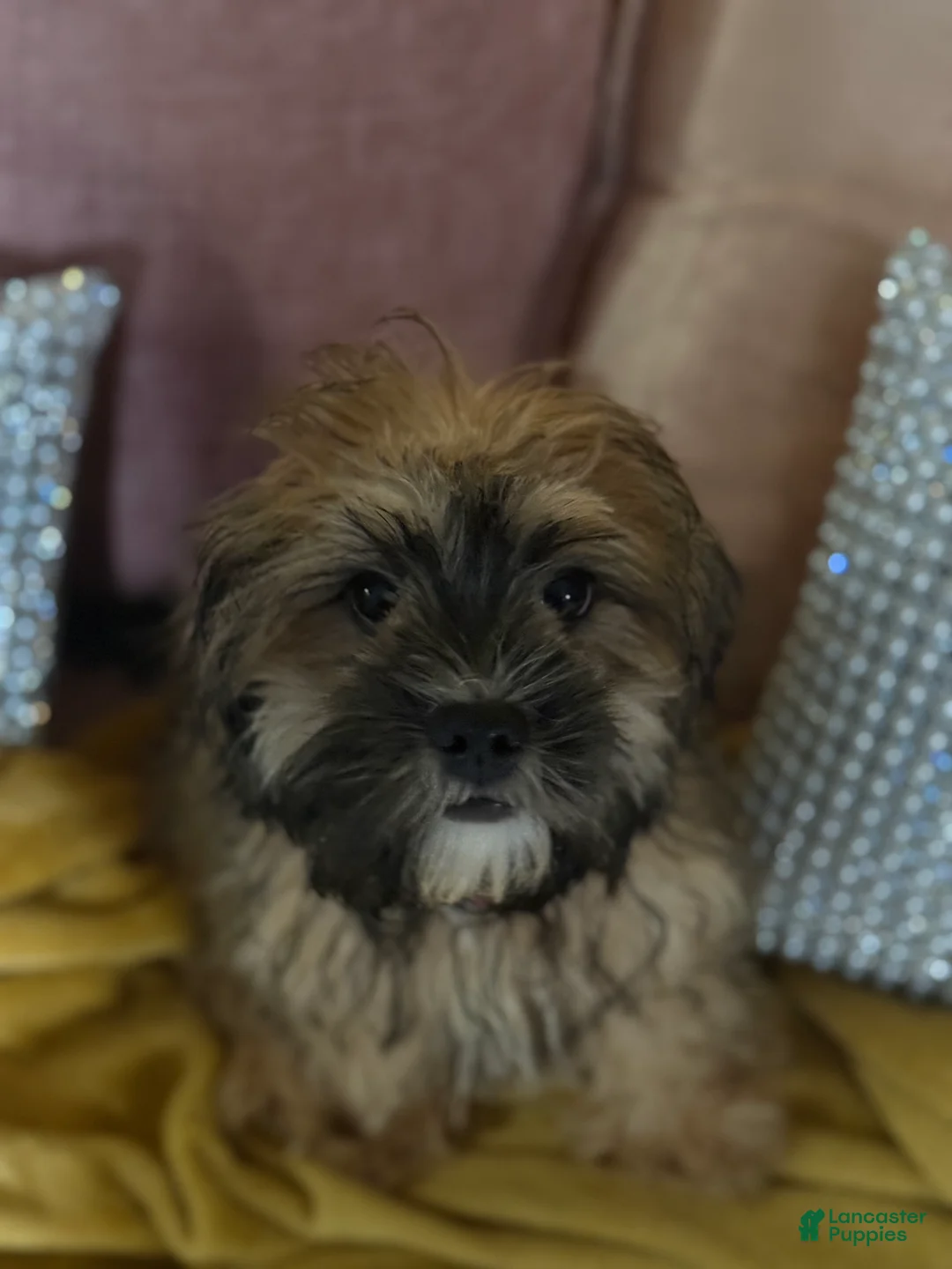 Mixed Breed dogs for sale: Mixed Breed Puppy 2 - Ad 10