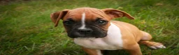 Boxer dogs for sale: Arlo - Ad 4