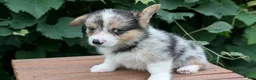 Welsh Corgi Pembroke dogs for sale: Jagger - Ad 3