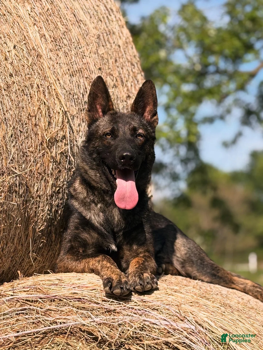 German Shepherd dogs for sale: Blue collar boy - Ad 7