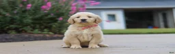 Golden Retriever dogs for sale: Ellie - Ad 4