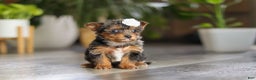 Yorkiepoo dogs for sale: J'adore - Ad 9