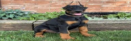Doberman Pinscher dogs for sale: Selene - Ad 16