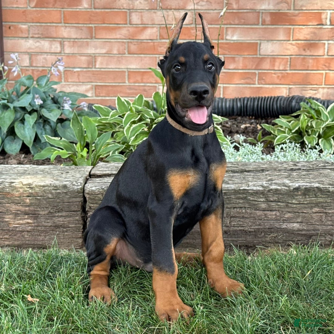 Doberman Pinscher dogs for sale: Selene - Ad 16