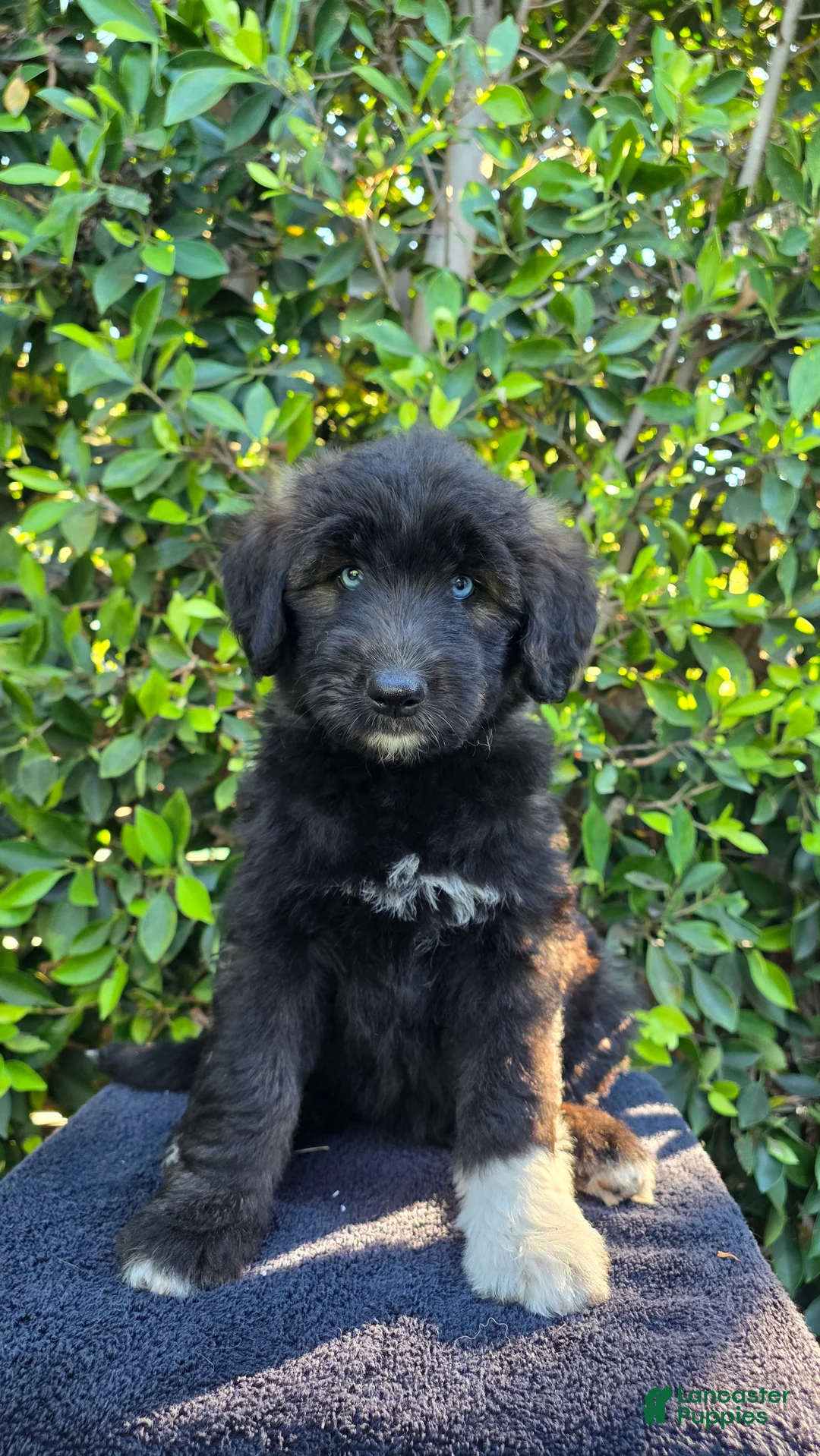 Mixed Breed dogs for sale: Pink - Ad 2