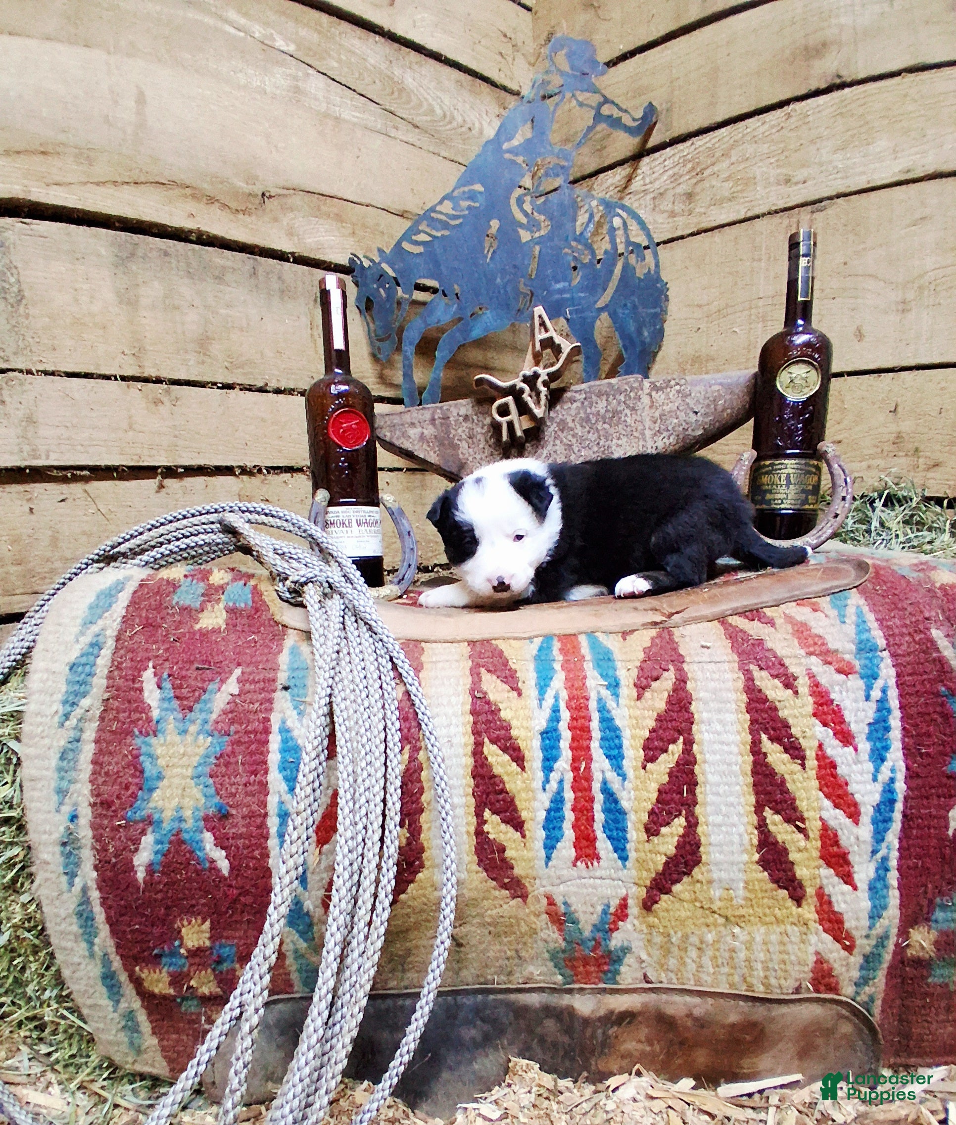 Border Collie dogs Border Collie Puppy 2 - Ad 22