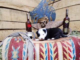 Border Collie dogs Border Collie Puppy 2 - Ad 34