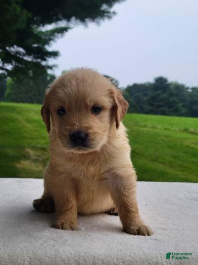 Golden Retriever dogs Mason - Ad 1