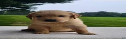 Golden Retriever dogs for sale: Mason - Ad 1