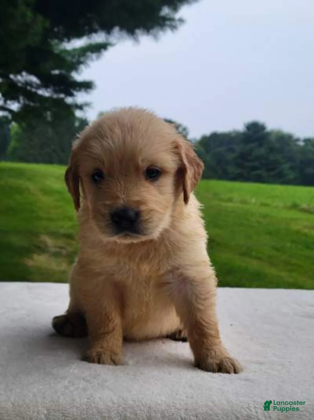 Golden Retriever dogs for sale: Mason - Ad 1