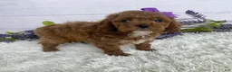 Miniature Poodle dogs for sale: Tilly - Ad 4