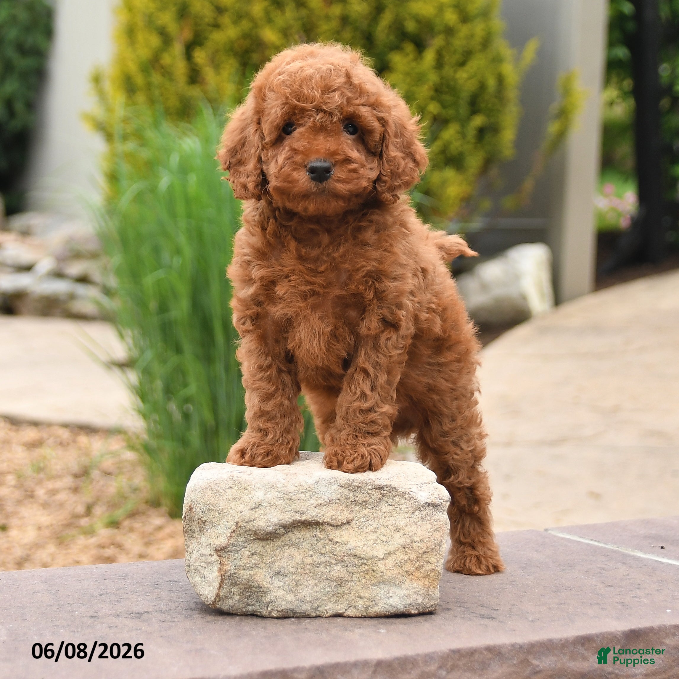 Miniature Poodle dogs Easton - Ad 1