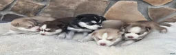 Siberian Husky dogs for sale: Galaxy - Ad 16