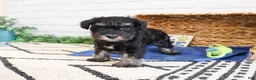 Miniature Schnauzer dogs for sale: Louie  - Ad 4