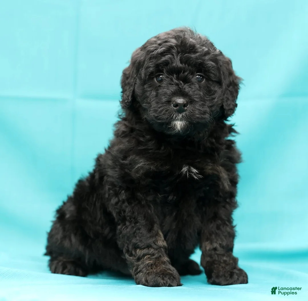Mini Bernedoodle dogs for sale: Chip - Ad 1