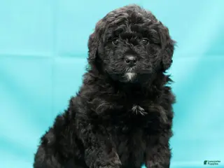 Mini Bernedoodle dogs Chip - Ad 4