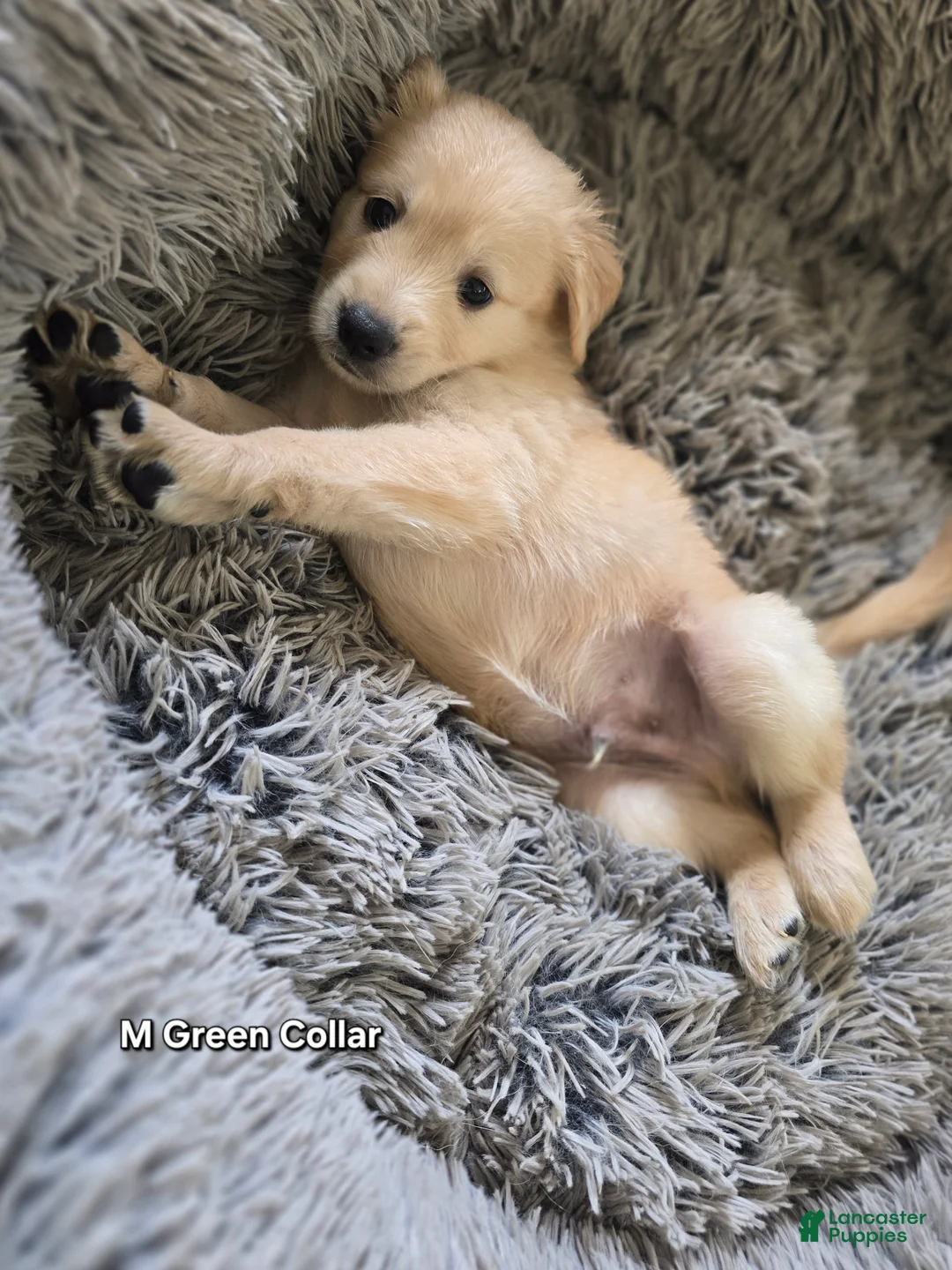 Goldendoodle dogs for sale: Goldendoodle Puppy 2 - Ad 1