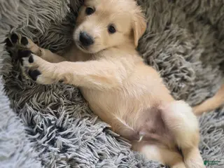 Goldendoodle dogs Goldendoodle Puppy 2 - Ad 25