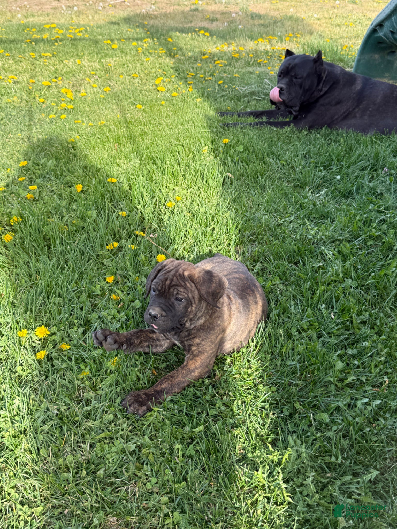 Cane Corso dogs Cane Corso Puppy 6 - Ad 3