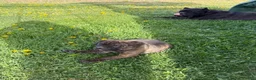Cane Corso dogs for sale: Cane Corso Puppy 6 - Ad 1