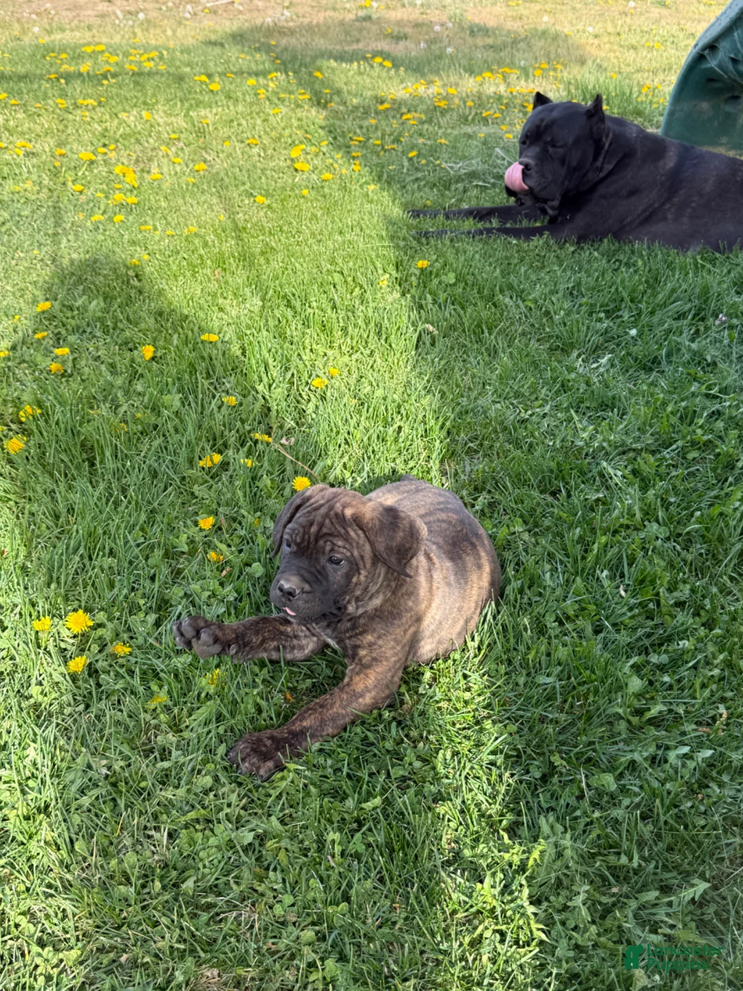 Cane Corso dogs for sale: Cane Corso Puppy 6 - Ad 1
