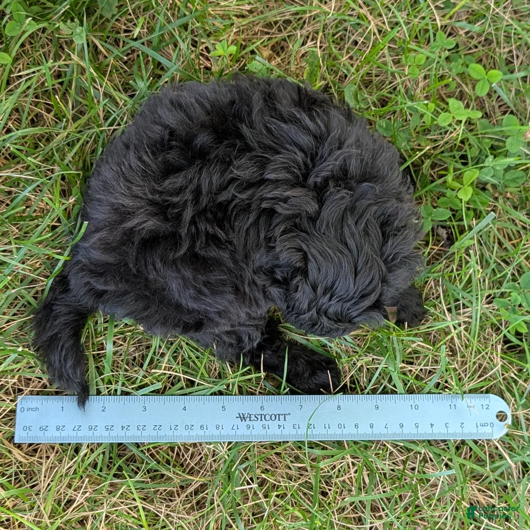 Pomapoo dogs for sale: Poppy - Ad 10