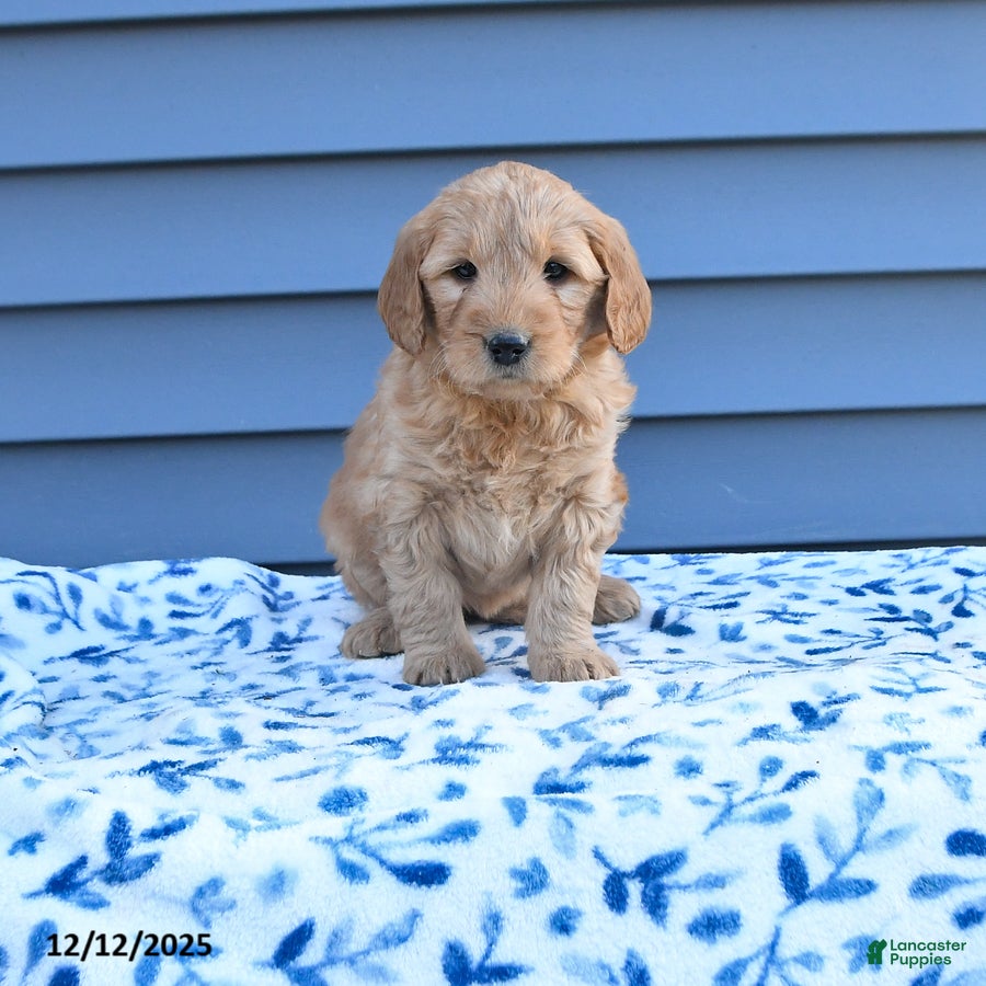 Goldendoodle dogs Bailey - Ad 32