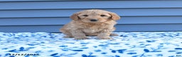 Goldendoodle dogs for sale: Bailey - Ad 1