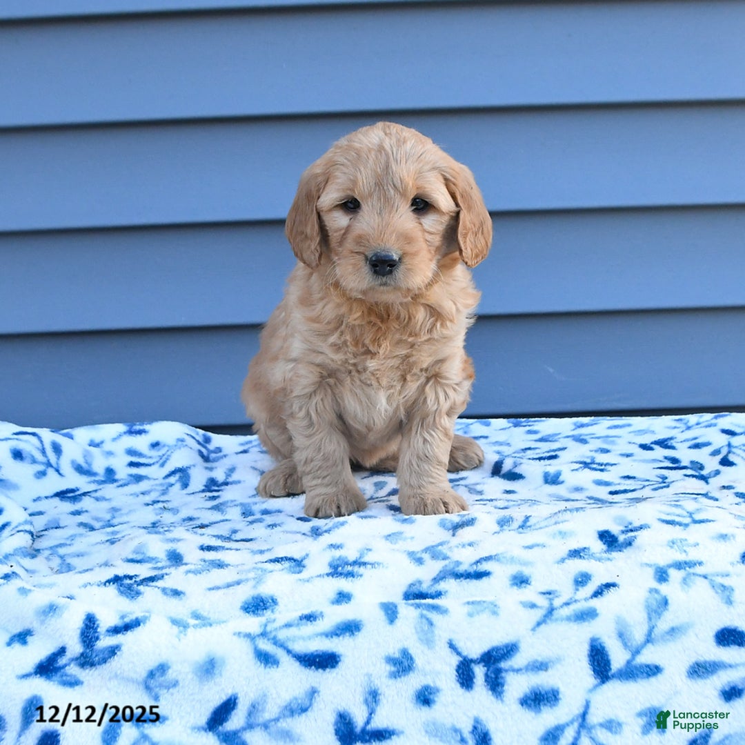 Goldendoodle dogs for sale: Bailey - Ad 1