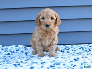 Goldendoodle dogs Bailey - Ad 40