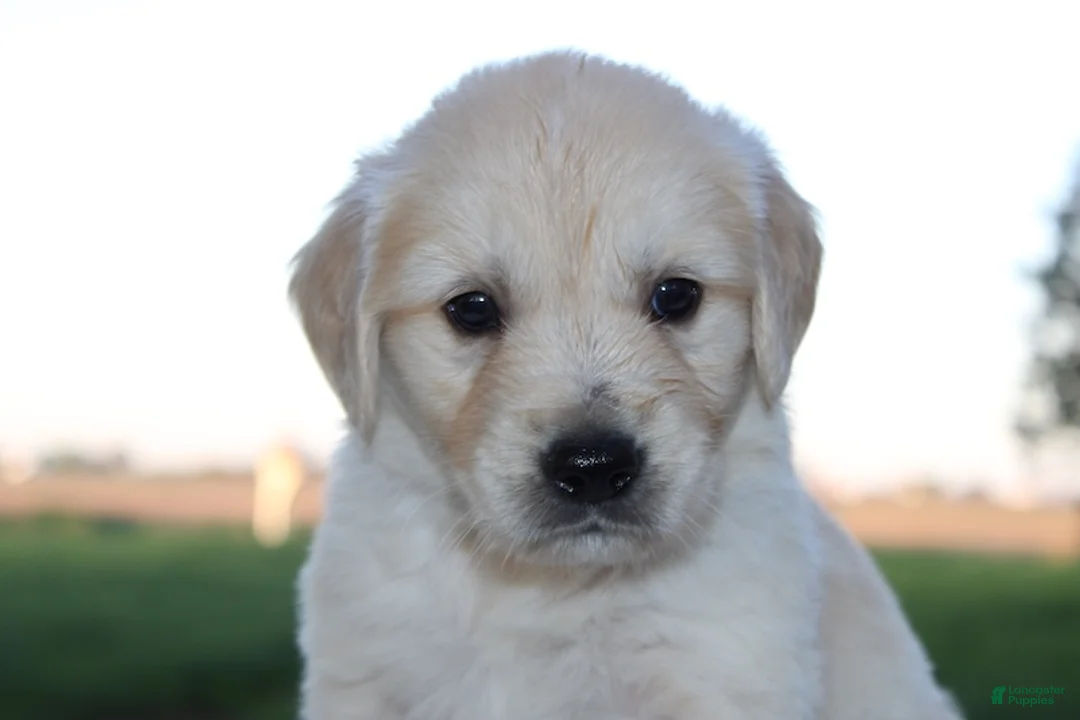 Golden Retriever dogs for sale: Theo Golden Retriever Puppy  - Ad 1
