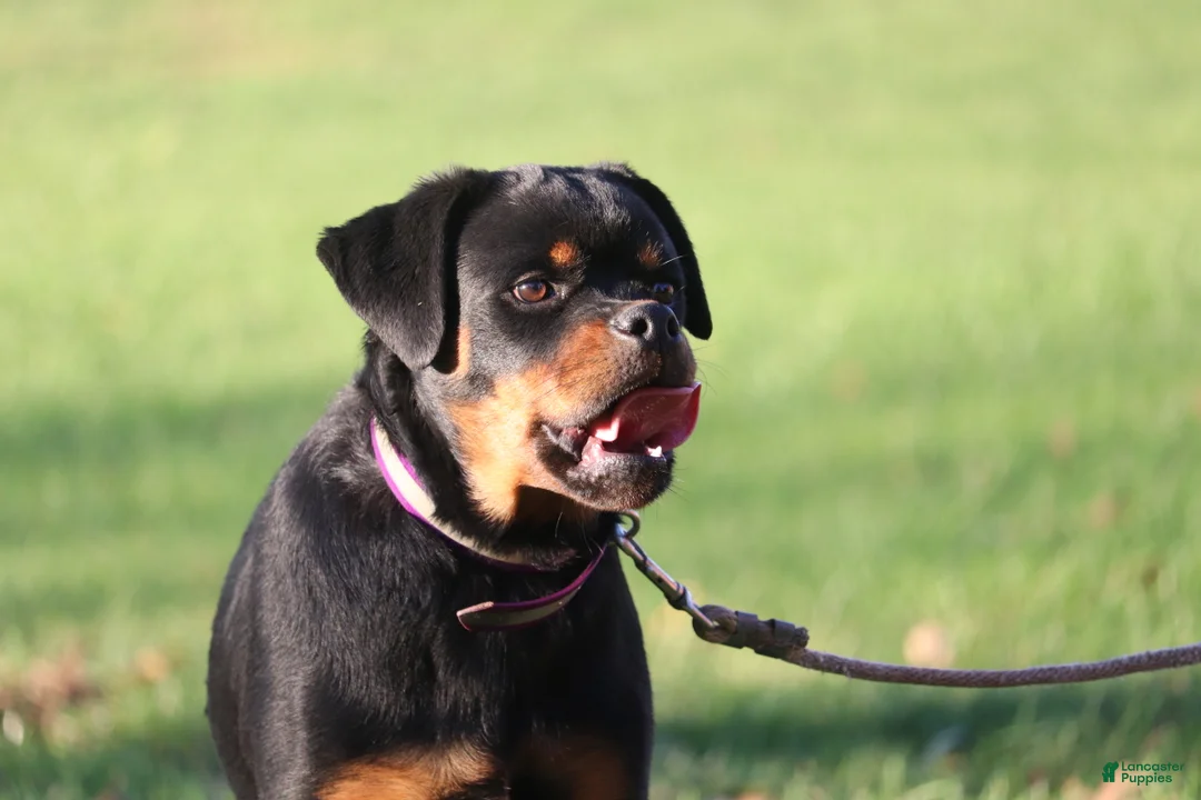 Rottweiler dogs for sale: Zoja - Ad 3