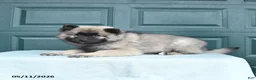 Keeshond dogs for sale: Scout - Ad 4