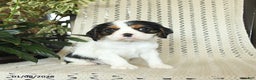 Cavalier King Charles Spaniel dogs for sale: Champ   - Ad 2