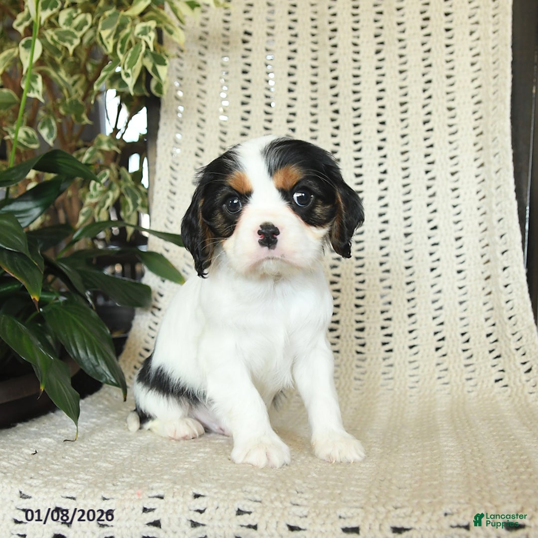 Cavalier King Charles Spaniel dogs for sale: Champ   - Ad 2