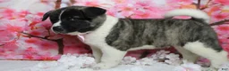 Akita dogs for sale: Jonathon  - Ad 5