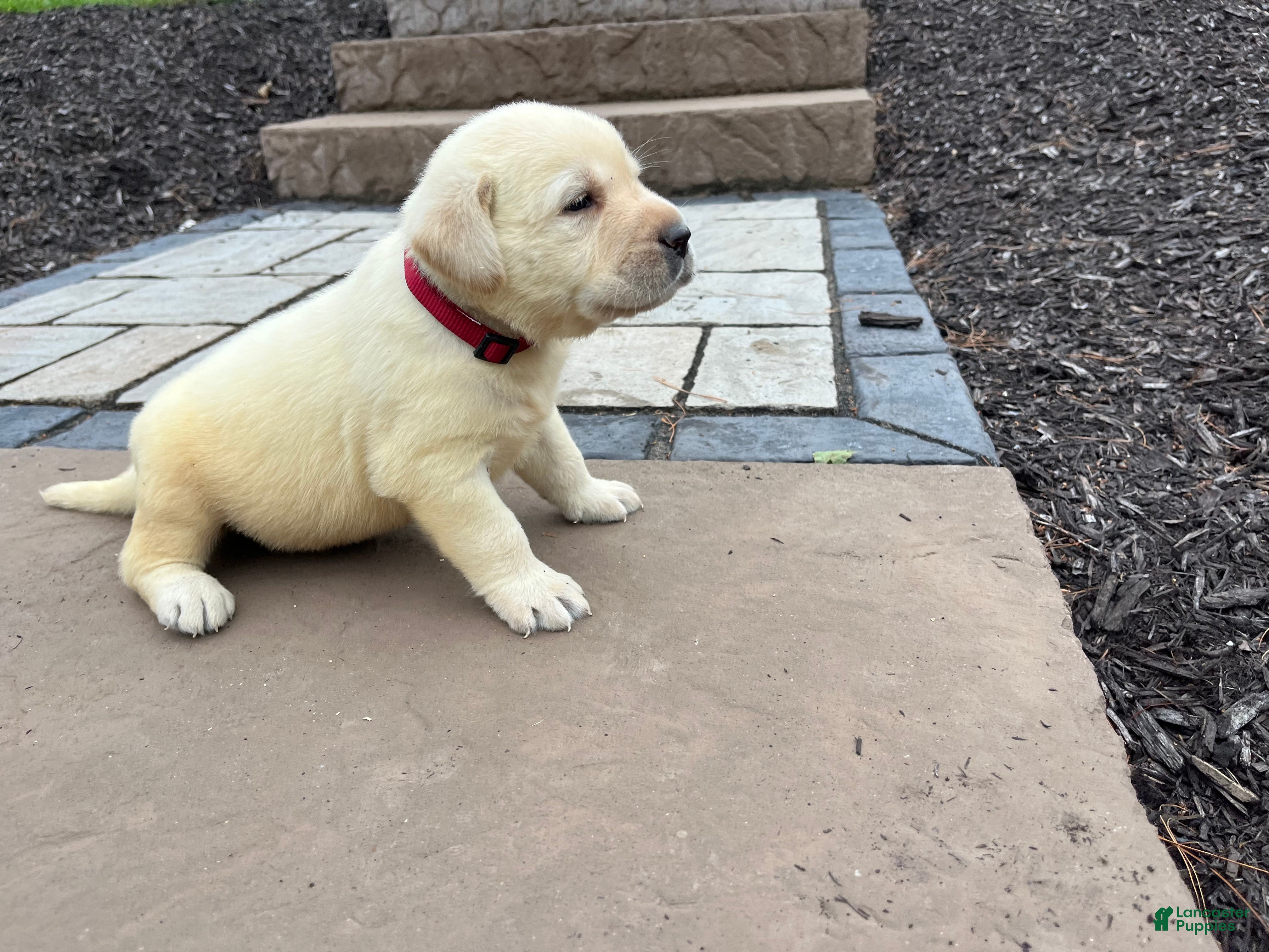 Labrador Retriever dogs Oscar - Ad 2