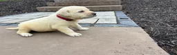 Labrador Retriever dogs for sale: Oscar - Ad 2