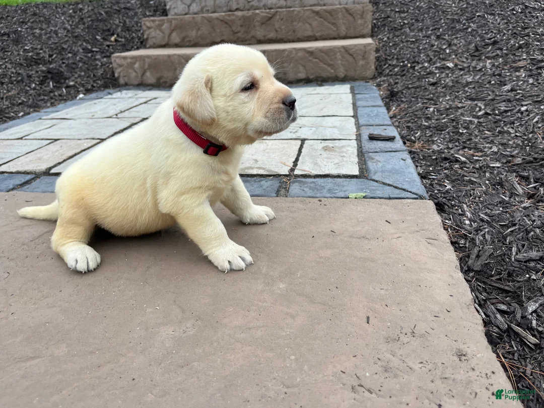 Labrador Retriever dogs for sale: Oscar - Ad 2