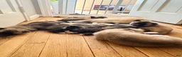 Akita dogs for sale: AKC American Akita Puppies 1500 - Ad 8