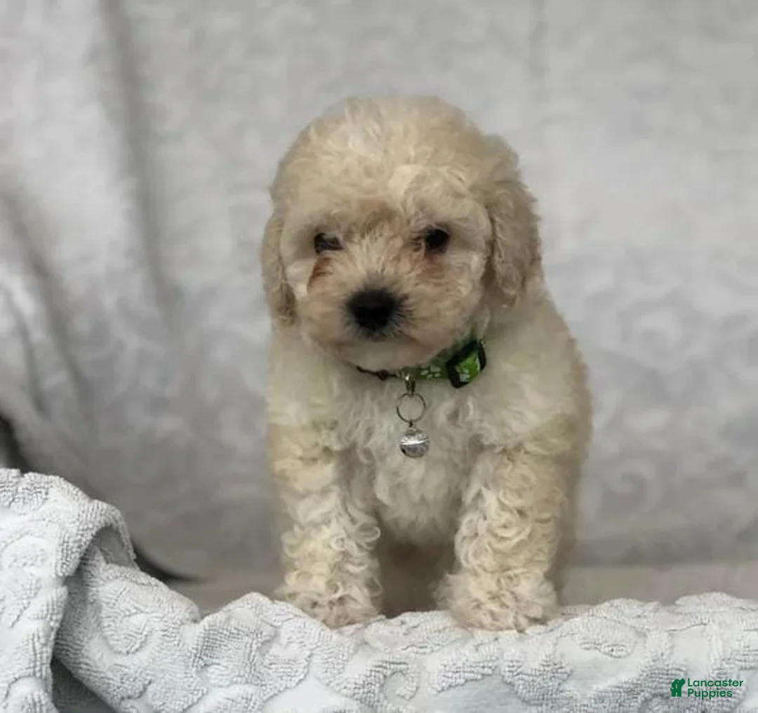 Maltipoo dogs for sale: Simon - Ad 7