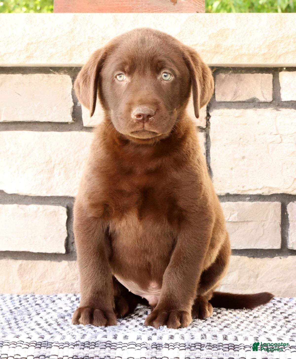 Labrador Retriever dogs Diesel - Ad 1