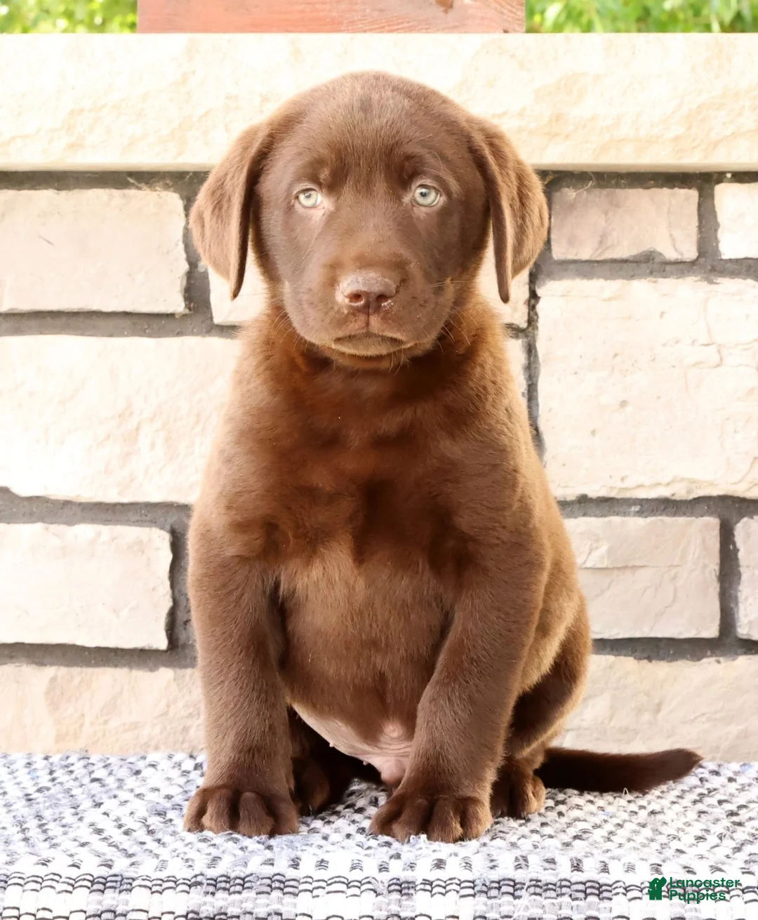 Labrador Retriever dogs for sale: Diesel - Ad 1