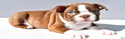 Boston Terrier dogs for sale: Tyson - Ad 7