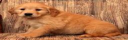 Golden Retriever dogs for sale: Ginger - Ad 7