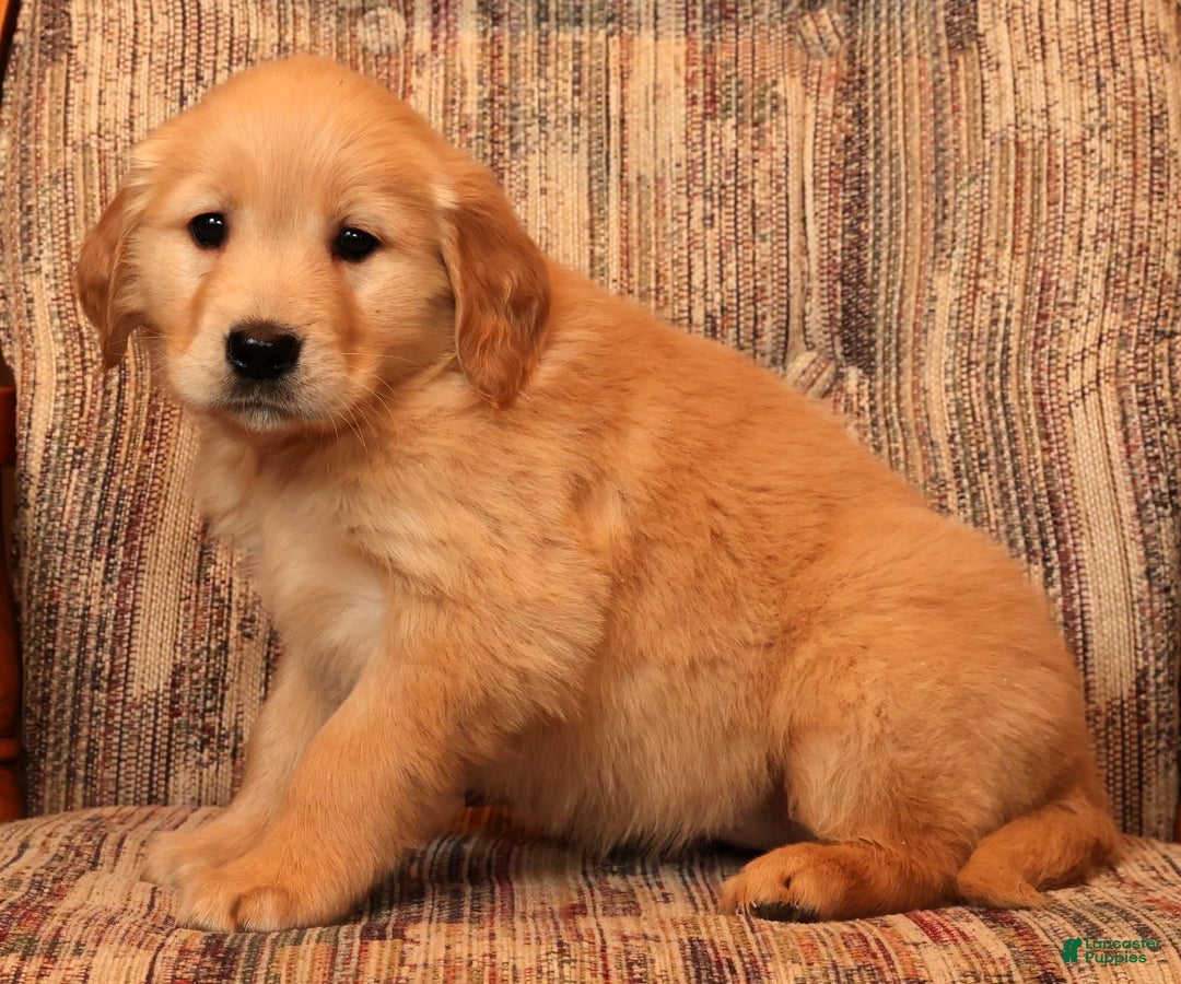 Golden Retriever dogs for sale: Ginger - Ad 7