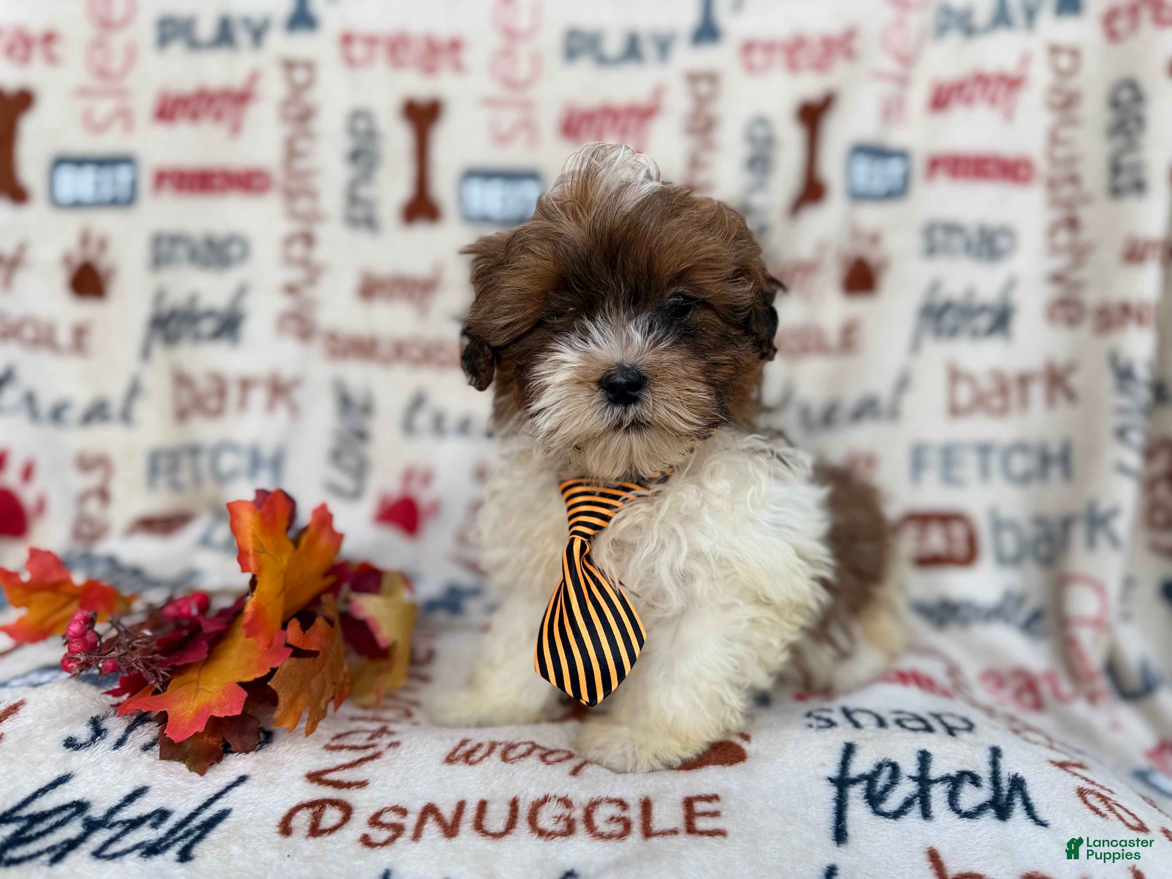 Shihpoo dogs Travis - Ad 11