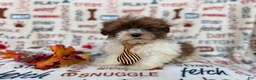 Shihpoo dogs for sale: Travis - Ad 1
