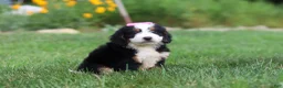 Mini Bernedoodle dogs for sale: Pixie - Ad 4