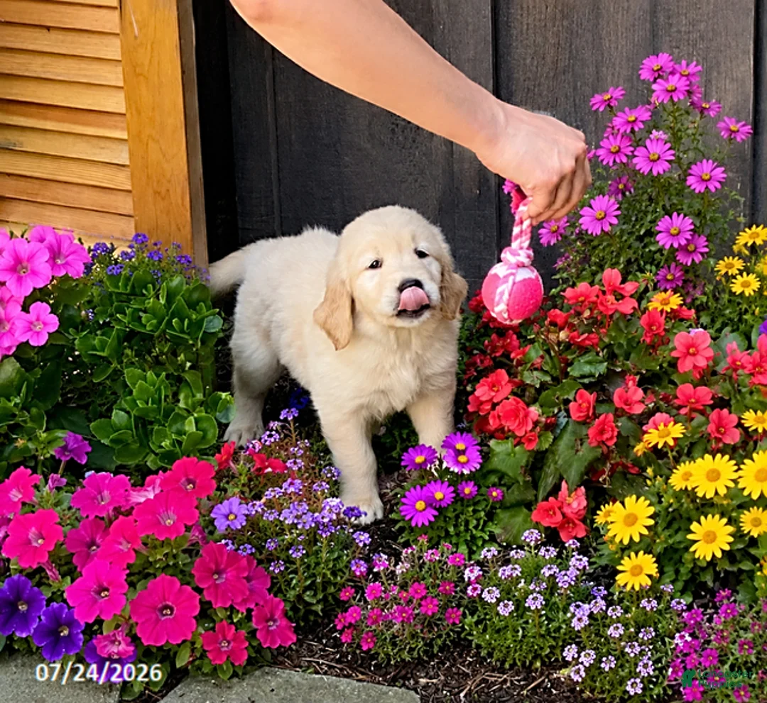Golden Retriever dogs for sale: Kody - Ad 3